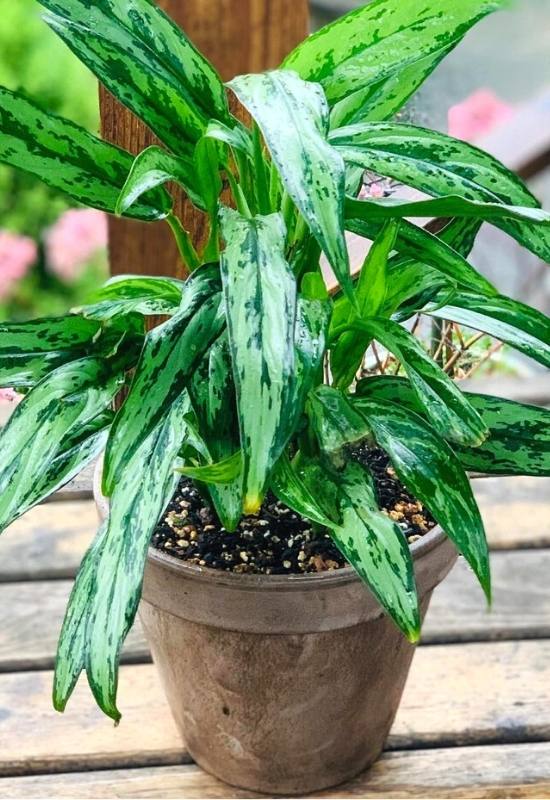 Aglaonema varieties also known as Chinese evergreens