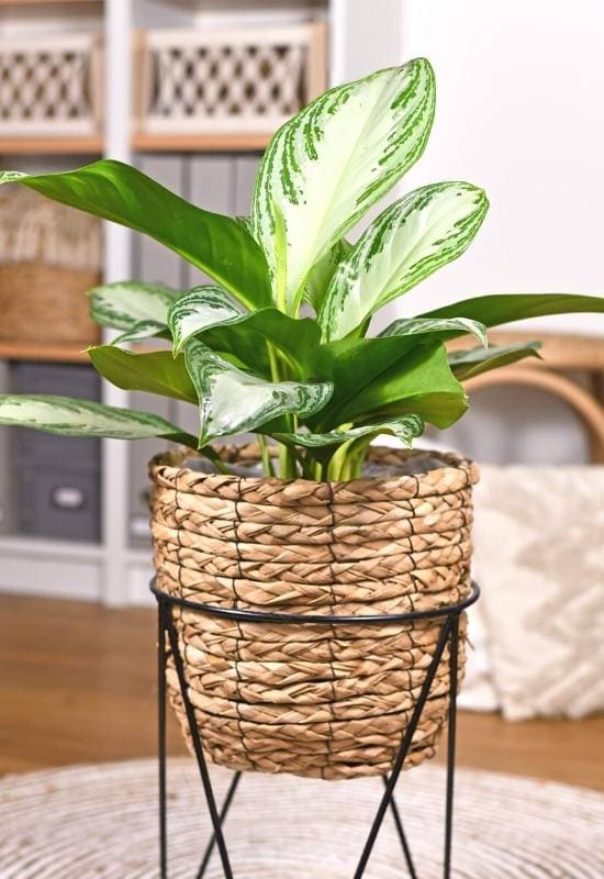 25 Vibrant Aglaonema Varieties To add In Your Plant Collection 11
