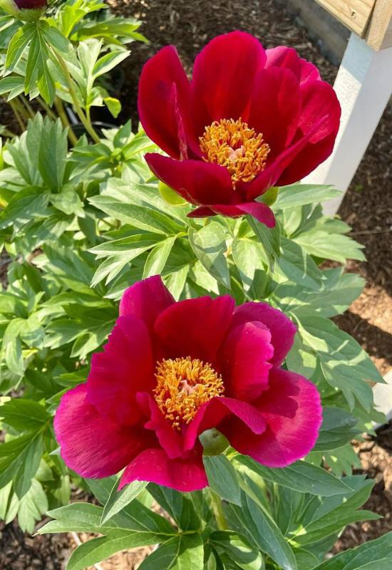 21 Ravishing Red Peony Varieties That'll Turn Your Garden into a Romantic Paradise! 2