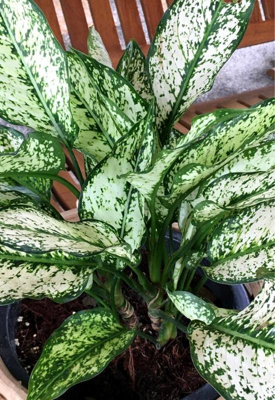 25 Vibrant Aglaonema Varieties To add In Your Plant Collection 7