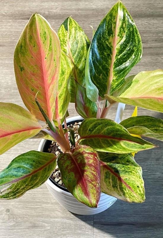 25 Vibrant Aglaonema Varieties To add In Your Plant Collection 38