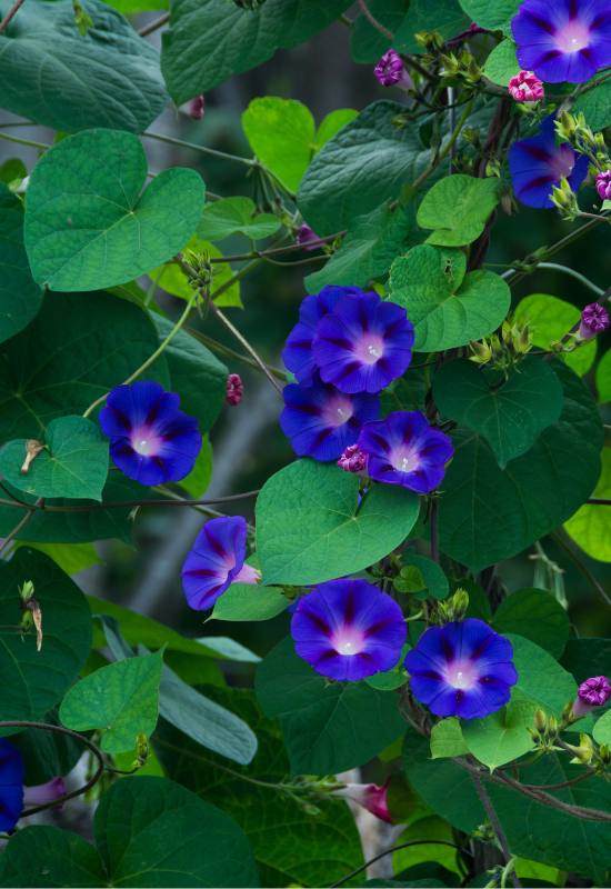 15 Show-Stopping Morning Glory Varieties for a Picture-Perfect Home Garden! 12