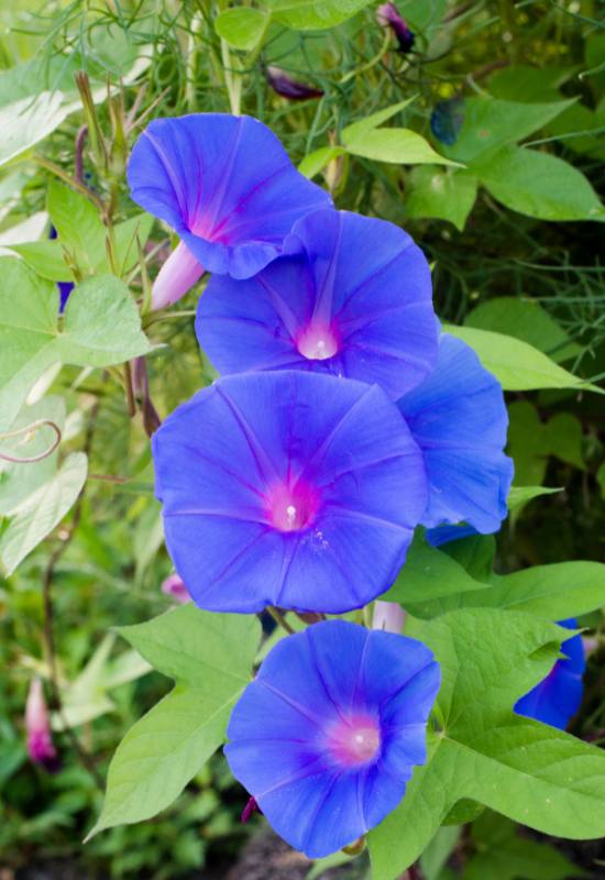 15 Show-Stopping Morning Glory Varieties for a Picture-Perfect Home Garden! 11