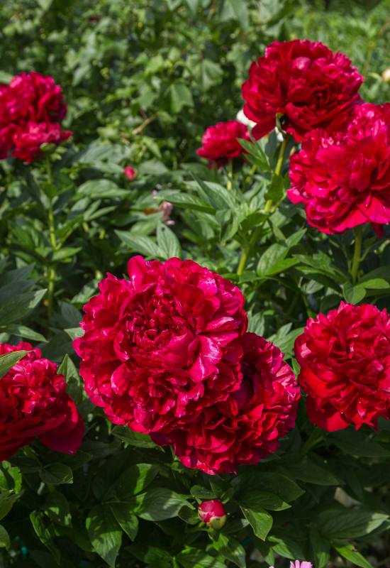 21 Ravishing Red Peony Varieties That'll Turn Your Garden into a Romantic Paradise! 4