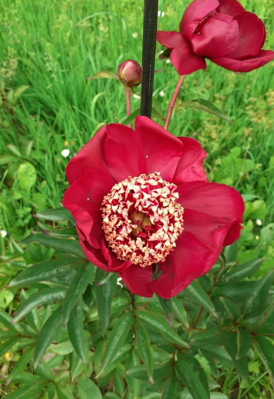 21 Ravishing Red Peony Varieties That'll Turn Your Garden into a Romantic Paradise! 6