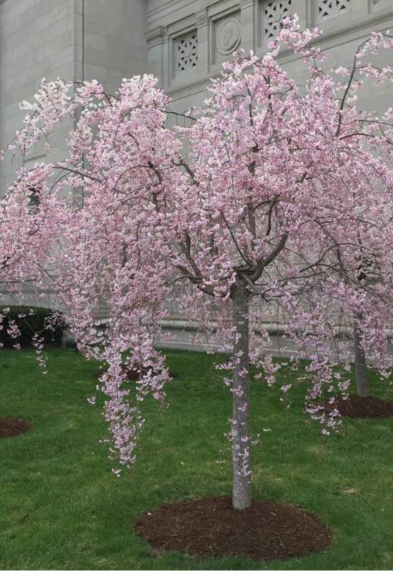 12 Pink Flowering Trees that Add a Feminine Flair to Your Garden 4