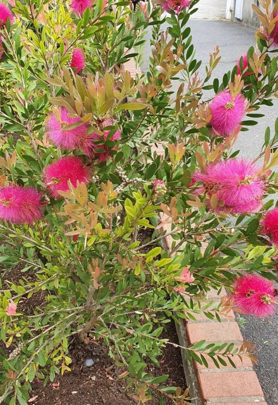 12 Pink Flowering Trees that Add a Feminine Flair to Your Garden 6