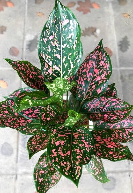 25 Vibrant Aglaonema Varieties To add In Your Plant Collection 35