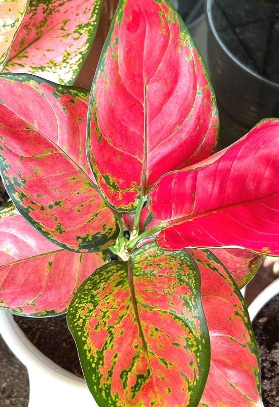 25 Vibrant Aglaonema Varieties To add In Your Plant Collection 10