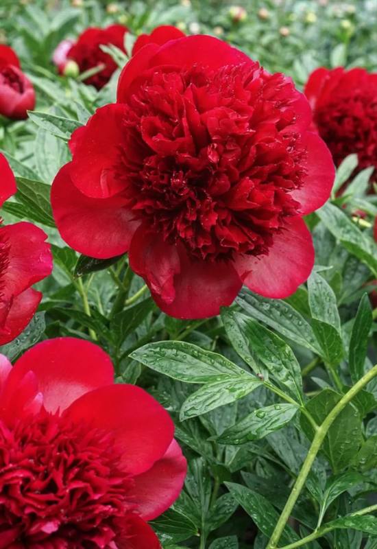21 Ravishing Red Peony Varieties That'll Turn Your Garden into a Romantic Paradise! 7
