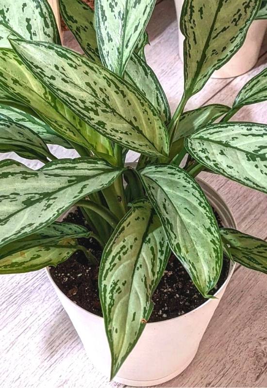 25 Vibrant Aglaonema Varieties To add In Your Plant Collection 32