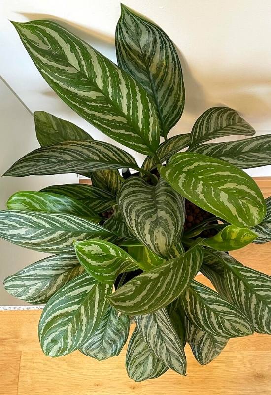 25 Vibrant Aglaonema Varieties To add In Your Plant Collection 8