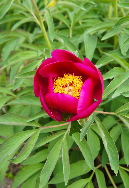 21 Ravishing Red Peony Varieties That'll Turn Your Garden into a Romantic Paradise! 8