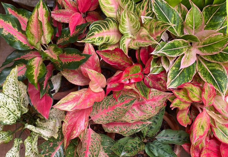 20 Colorful Aglaonema Varieties To add In Your Plant Collection