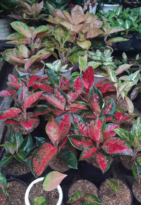 25 Vibrant Aglaonema Varieties To add In Your Plant Collection 31