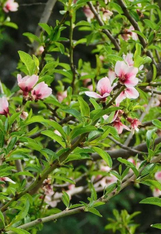 12 Pink Flowering Trees that Add a Feminine Flair to Your Garden 2
