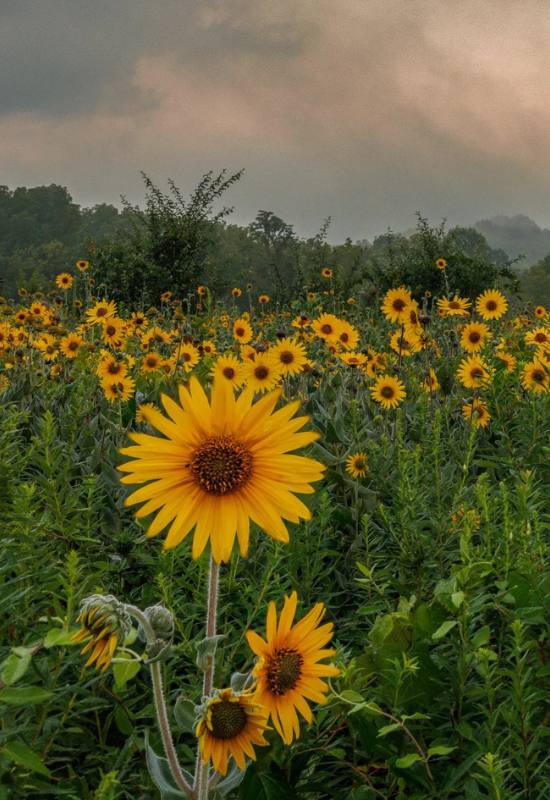 10 Perennial Sunflower Varieties That Come Back Year After Year 4