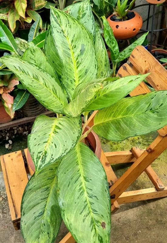 25 Vibrant Aglaonema Varieties To add In Your Plant Collection 19