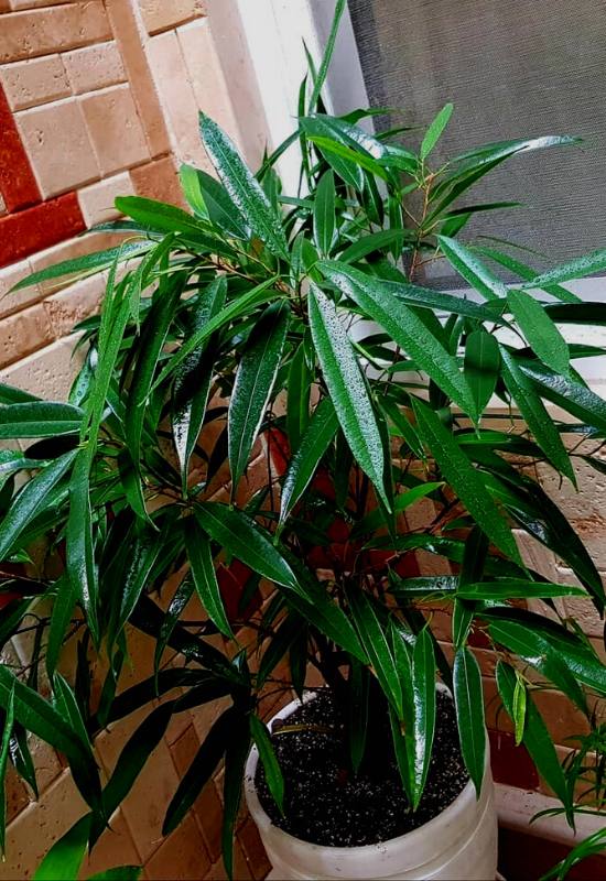 10 Gorgeous Low-Light Indoor Trees That Defy the Odds in Dimly Lit Rooms 7