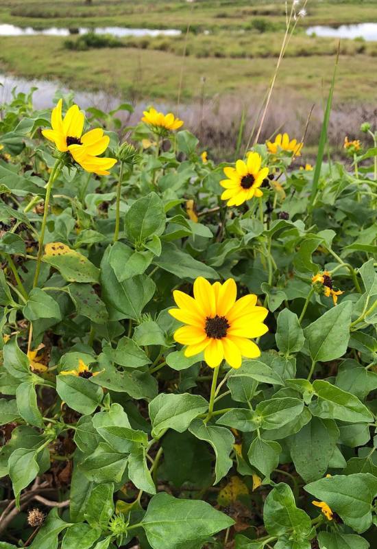 10 Perennial Sunflower Varieties That Come Back Year After Year 6