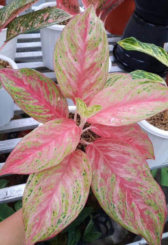 25 Vibrant Aglaonema Varieties To add In Your Plant Collection 45