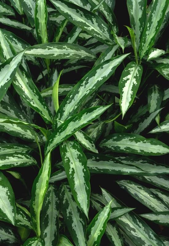 25 Vibrant Aglaonema Varieties To add In Your Plant Collection 42