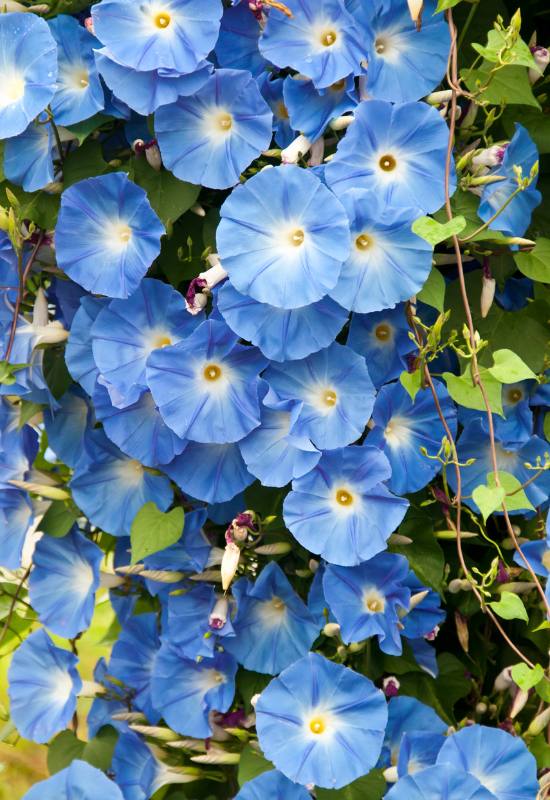 15 Show-Stopping Morning Glory Varieties for a Picture-Perfect Home Garden! 4