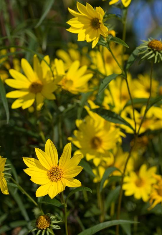10 Perennial Sunflower Varieties That Come Back Year After Year 11