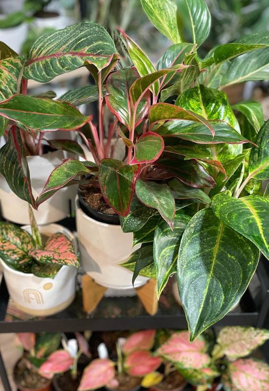 25 Vibrant Aglaonema Varieties To add In Your Plant Collection 1