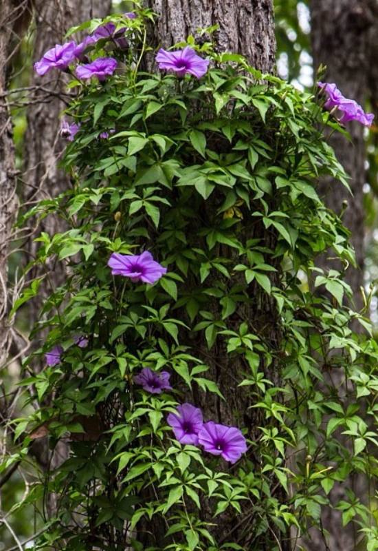 15 Show-Stopping Morning Glory Varieties for a Picture-Perfect Home Garden! 5