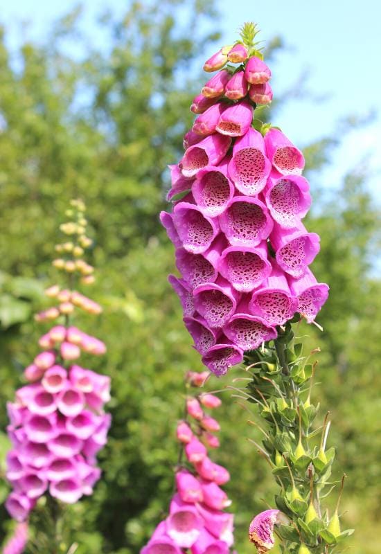 15 Bell-Shaped Flowers That Add Graceful Drooping Blooms to Your Garden 13