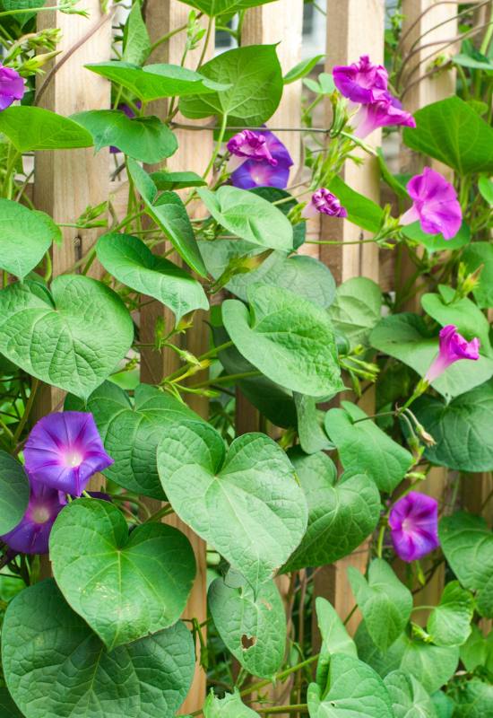15 Show-Stopping Morning Glory Varieties for a Picture-Perfect Home Garden! 1