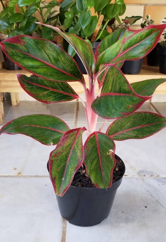 25 Vibrant Aglaonema Varieties To add In Your Plant Collection 47