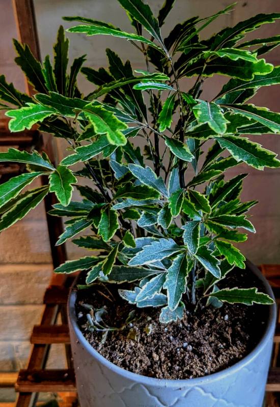 10 Gorgeous Low-Light Indoor Trees That Defy the Odds in Dimly Lit Rooms 8