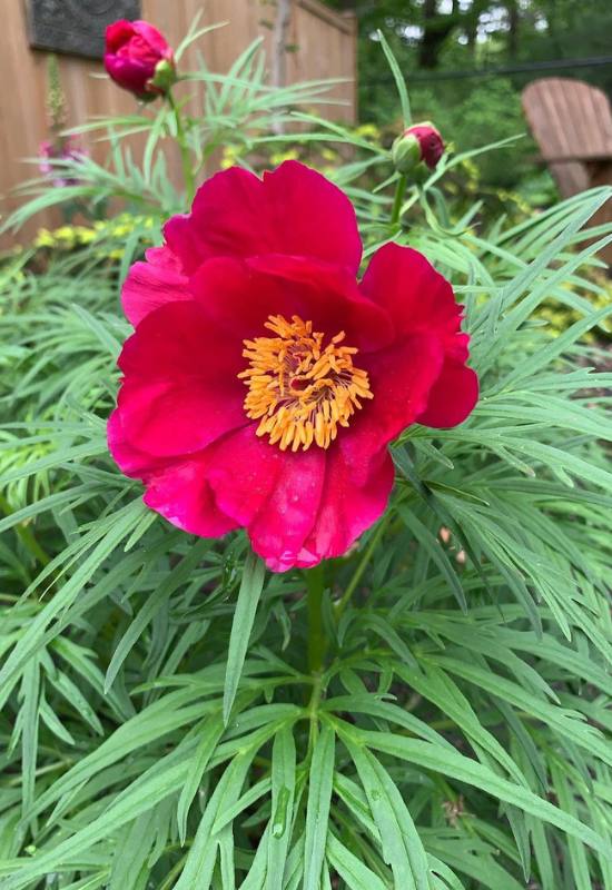 21 Ravishing Red Peony Varieties That'll Turn Your Garden into a Romantic Paradise! 9
