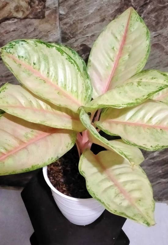 25 Vibrant Aglaonema Varieties To add In Your Plant Collection 55