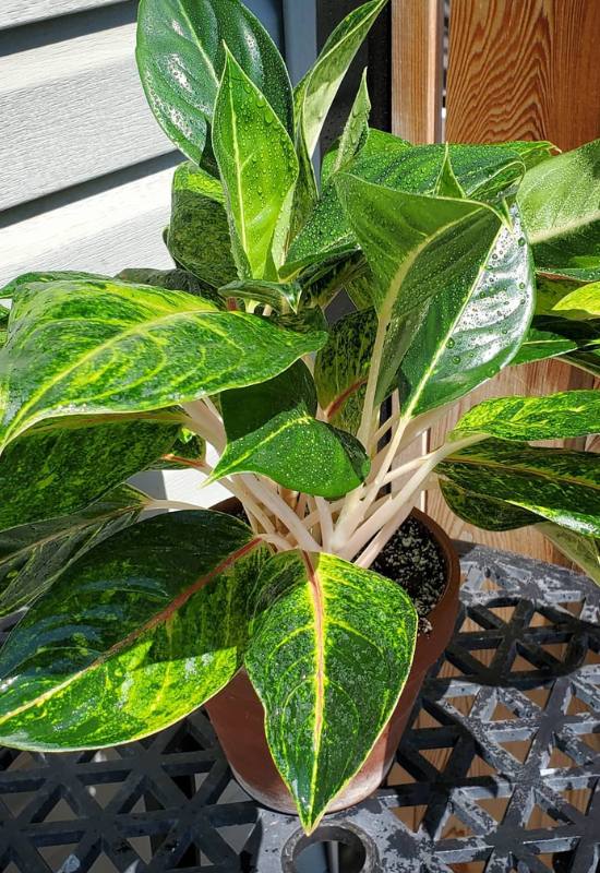 25 Vibrant Aglaonema Varieties To add In Your Plant Collection 50