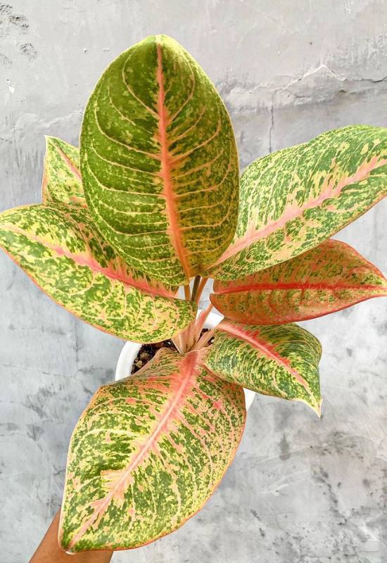 25 Vibrant Aglaonema Varieties To add In Your Plant Collection 22