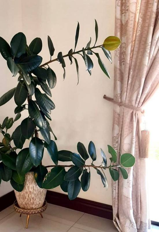 10 Gorgeous Low-Light Indoor Trees That Defy the Odds in Dimly Lit Rooms 3