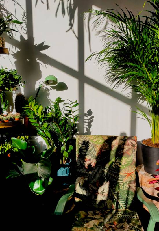 10 Gorgeous Low-Light Indoor Trees That Defy the Odds in Dimly Lit Rooms 1