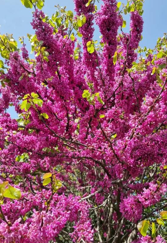 12 Pink Flowering Trees that Add a Feminine Flair to Your Garden 9