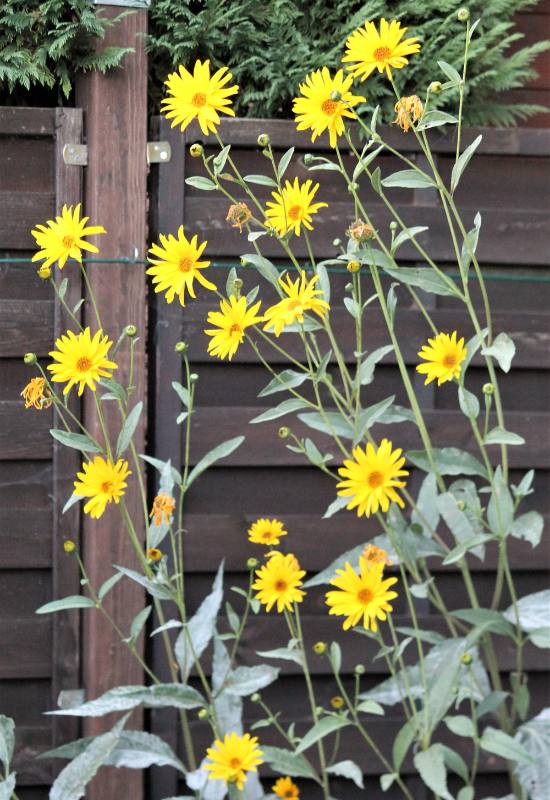 10 Perennial Sunflower Varieties That Come Back Year After Year 9