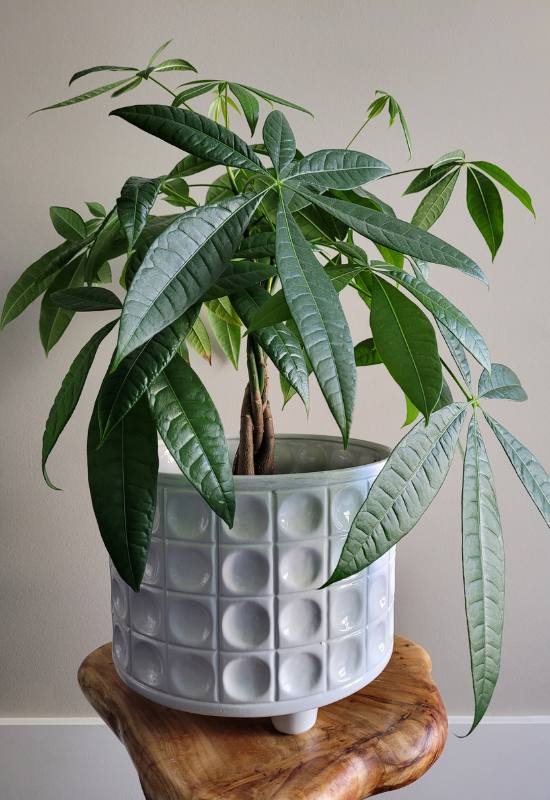 10 Gorgeous Low-Light Indoor Trees That Defy the Odds in Dimly Lit Rooms 9 10 Gorgeous Low-Light Indoor Trees That Defy the Odds in Dimly Lit Rooms 5