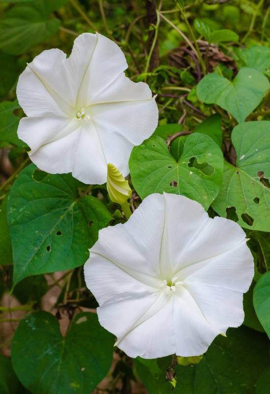 15 Show-Stopping Morning Glory Varieties for a Picture-Perfect Home Garden! 6