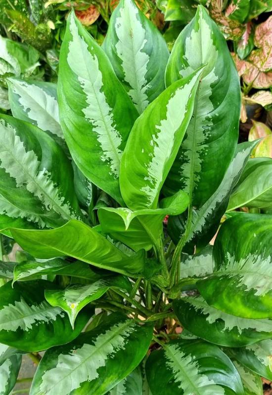 25 Vibrant Aglaonema Varieties To add In Your Plant Collection 23