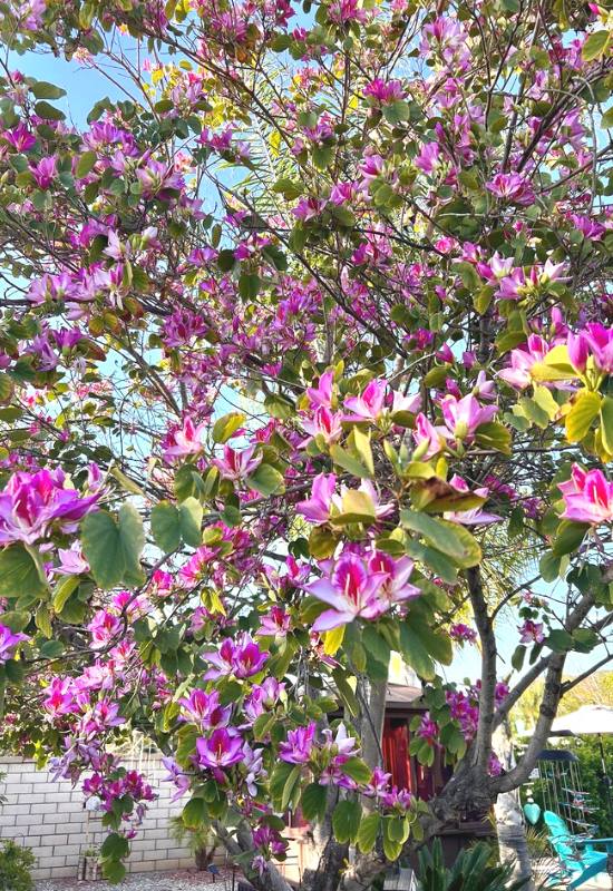 12 Pink Flowering Trees that Add a Feminine Flair to Your Garden 11
