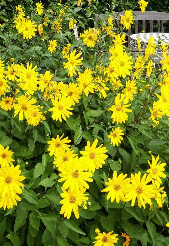 10 Perennial Sunflower Varieties That Come Back Year After Year 3