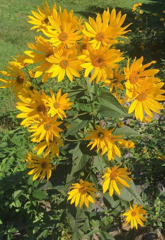 10 Perennial Sunflower Varieties That Come Back Year After Year 1