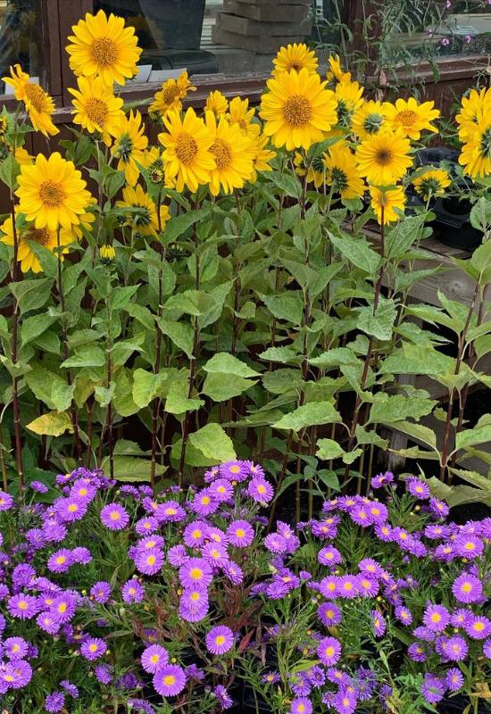 10 Perennial Sunflower Varieties That Come Back Year After Year 2