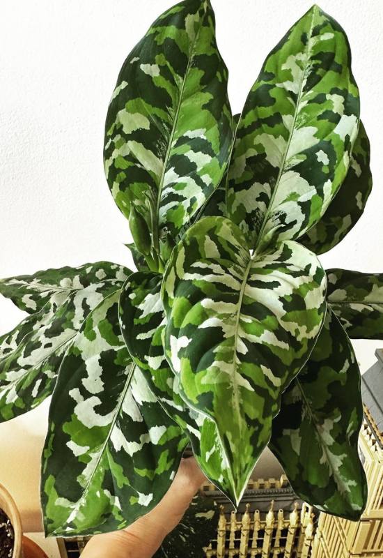 25 Vibrant Aglaonema Varieties To add In Your Plant Collection 15